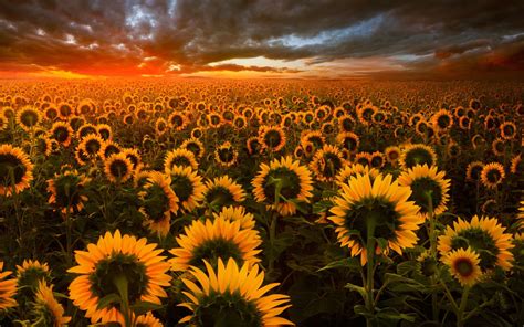 2880x1800 Sunflower Field Macbook Pro Retina HD 4k Wallpapers, Images, Backgrounds, Photos and ...