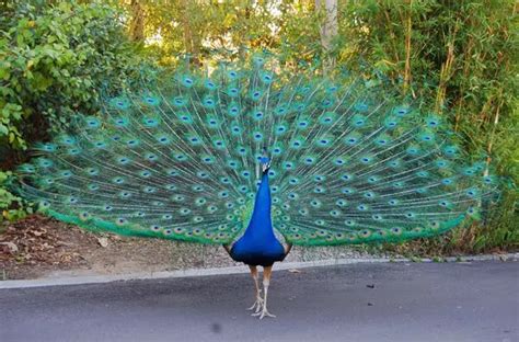 Beautiful Birds: 10 Most Attractive Species on the Planet!