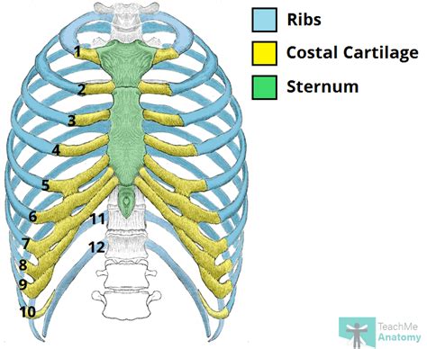 Rib cage diagrams - inndiki