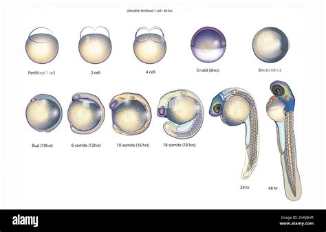 Zebrafish embryo stages, illustration Stock Photo - Alamy