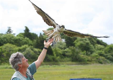 Osprey Migration | Hog Island Audubon Camp