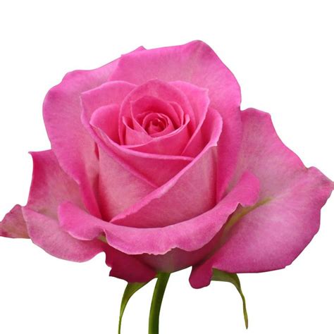 1000+ images about Bi Color Pink Roses on Pinterest