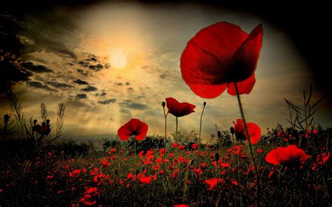 Remembrance Day Poppies Images