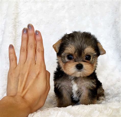 Teacup Yorkie Puppy For sale Lilly! - iHeartTeacups