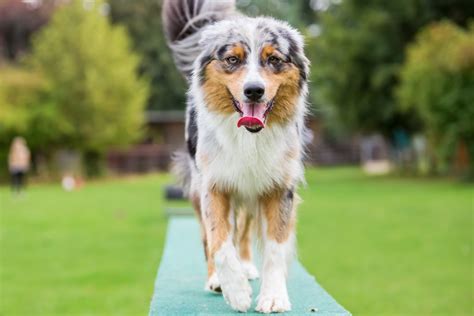 Australian Shepherd Training Tips & Tricks | Canna-Pet®