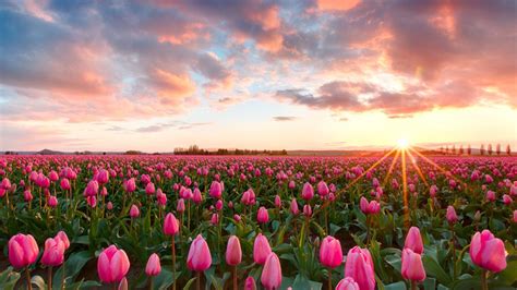 Full Hd Tulips Background Wallpaper | Tulips Flower