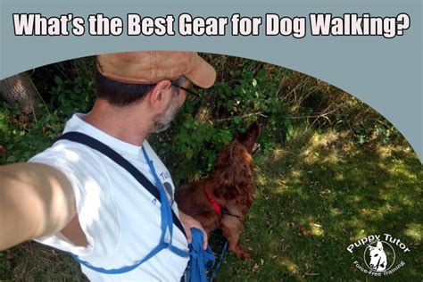 What's the Best Gear for Dog Walking? - Puppy Tutor Dog Training