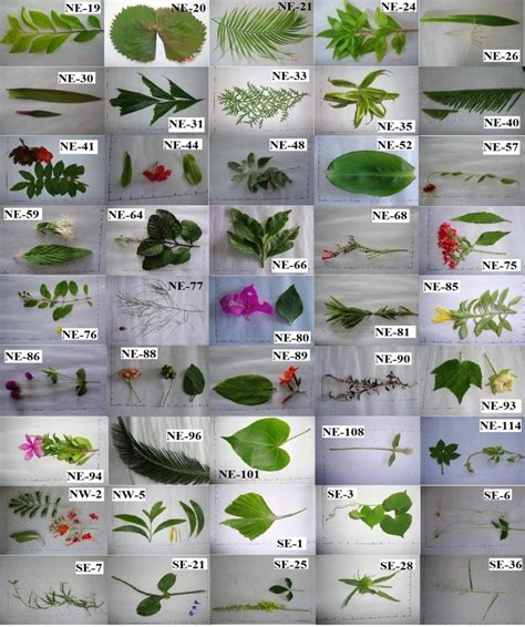 Different ornamental plants with their unique code number. | Download Scientific Diagram