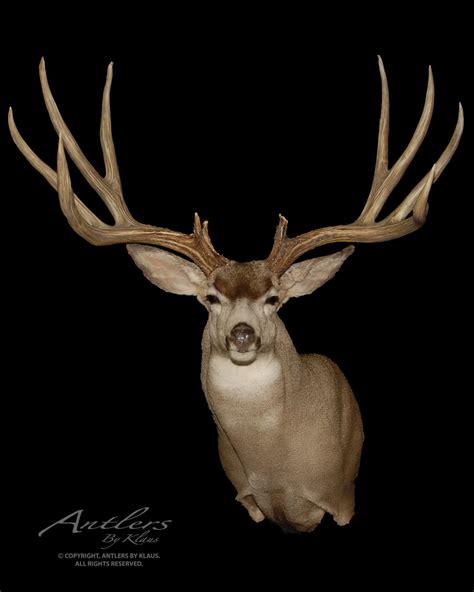 Sonora Giant Mule Deer - Antlers by Klaus