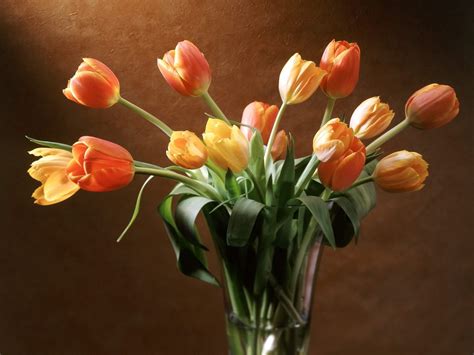 Bouquet of tulips HD wallpaper | Wallpaper Flare