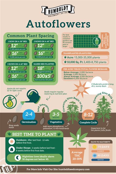 Autoflower Guide - Cannabis Seeds | Humboldt Seed Company