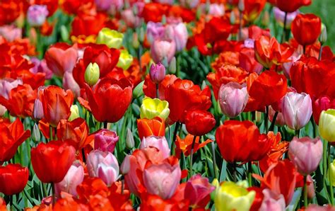 Tulips Colorful Flowers · Free photo on Pixabay