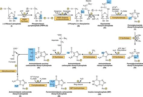 Metabolism of Purine & Pyrimidine Nucleotides | Basicmedical Key