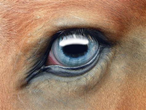 Free photo: Horse eye - Closeup, Eye, Horse - Free Download - Jooinn