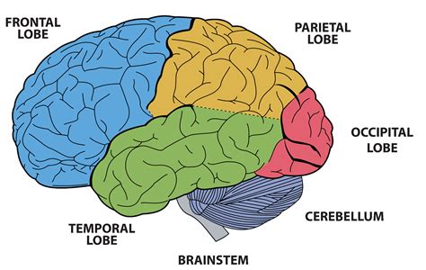 Lobes Of The Brain And Functions