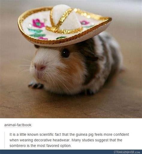 Guinea Pig Memes Almost As Cute And Funny As Guinea Pigs