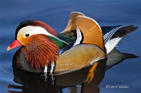 Mandarin duck - beautiful plumage | Mandarin duck, Duck, Mandarins