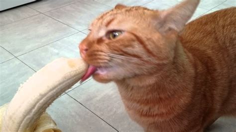 Mao the Cat eating a banana | Life With Cats