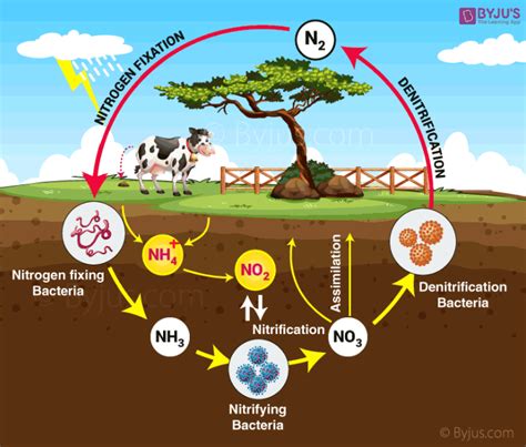 What is Nitrogen?(N) - Chemical Properties, Cycle & Uses with Videos