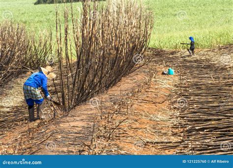 Sugar cane harvesting editorial image. Image of labour - 121225760