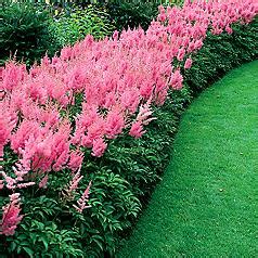 Grow Astilbe in a Shady Garden Bed for Long Lasting Summer Color