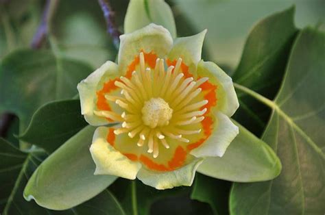 15 TULIP POPLAR TREE Yellow Flower Liriodendron Tulipifera - Etsy