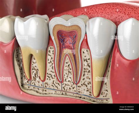 Human teeth anatomy. Cross section of human tooth. 3d illustration Stock Photo - Alamy