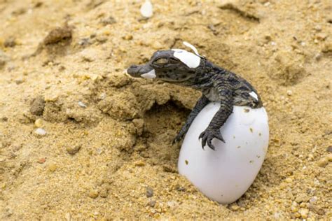 Do Reptiles Lay Eggs? The Answer Might Surprise You