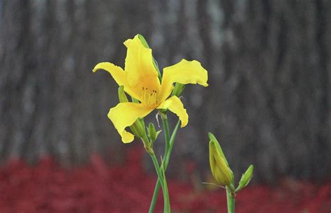 Yellow Stargazer Lily Photograph by Cynthia Guinn - Pixels