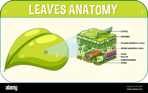 Internal structure of leaf diagram illustration Stock Vector Image & Art - Alamy