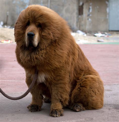 Tibetan Mastiff - All Big Dog Breeds