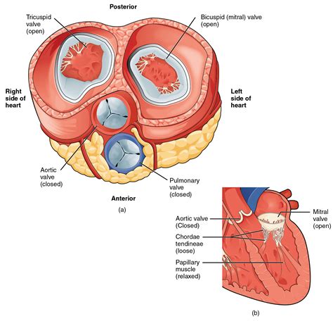 Define Valves In Anatomy at Sherry Green blog