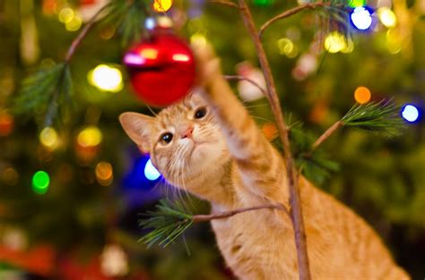 15 Cute and Affordable Cat Christmas Tree Ornaments | POPSUGAR Pets