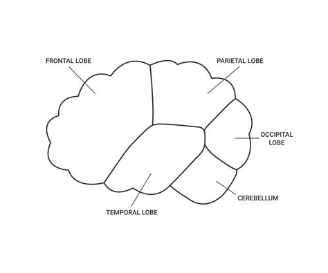 Lobes of brain human side view, template line. Different areas of brain, frontal, parietal ...