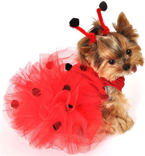 35 Fun Pet Costumes for Halloween to Be Your Best Partner