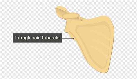 Scapula Infraglenoid Tubercle Pocket Anatomy, 49% OFF