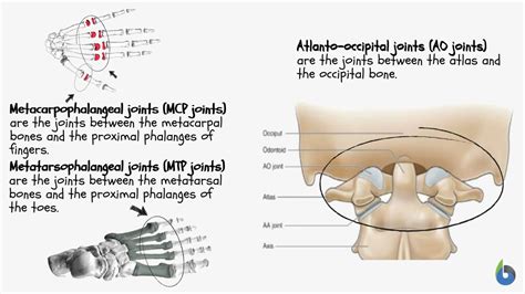 Condyloid joint - Definition and Examples - Biology Online Dictionary