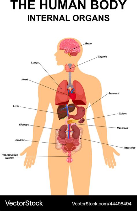 Internal organs of human body flat infographic Vector Image