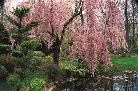 When to plant cherry blossom trees | Choosing a Location for Cherry Trees. 2020-09-18