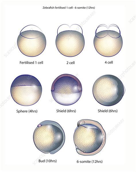 Zebrafish Embryo Development