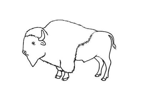 How to draw a Buffalo step by step – Easy Animals 2 Draw