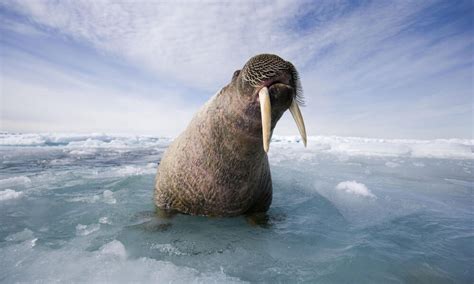 Walrus habitat on the edge | Magazine Articles | WWF