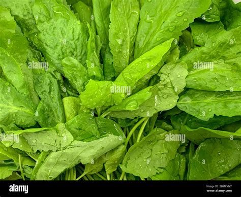 Washing vegetables in vinegar water Stock Photo - Alamy