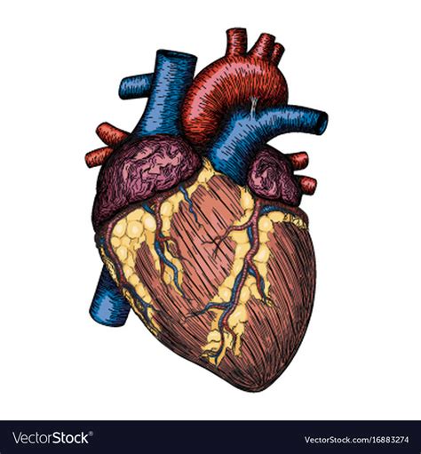 Human heart hand drawn anatomical sketch Vector Image