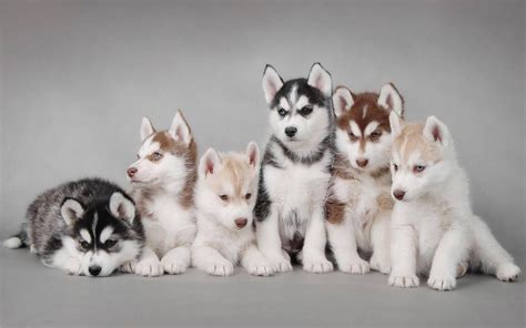 CUTE SIBERIAN HUSKY PUPPIES GLOSSY POSTER PICTURE PHOTO cool fun puppy dogs 2113 | eBay