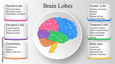 Brain lobes vector illustration. Human brain infographic vector. Brain lobes functions Stock ...