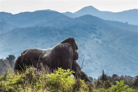 Do Mountain Gorillas Live in Families?