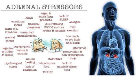 Adrenal Fatigue - How to Diagnose and Treat Naturally