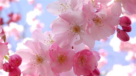 Japanese Cherry Blossom Wallpaper (71+ images)