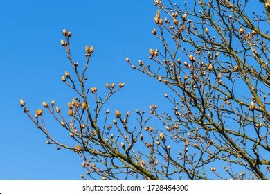 202 Conker Silhouette Images, Stock Photos, 3D objects, & Vectors | Shutterstock